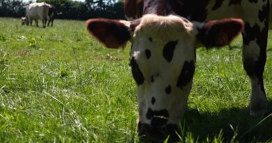 Canicule et sécheresse : Ces agriculteurs ont trouvé des solutions pour réduire la consommation d’eau de leurs élevages laitiers