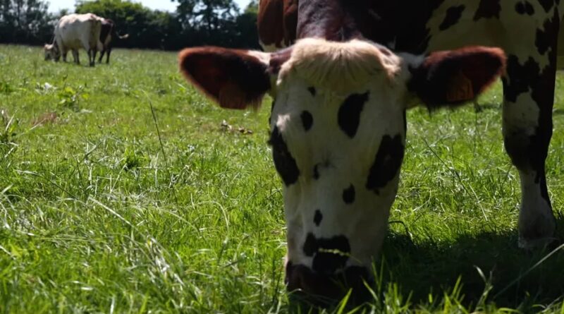 Canicule et sécheresse : Ces agriculteurs ont trouvé des solutions pour réduire la consommation d’eau de leurs élevages laitiers