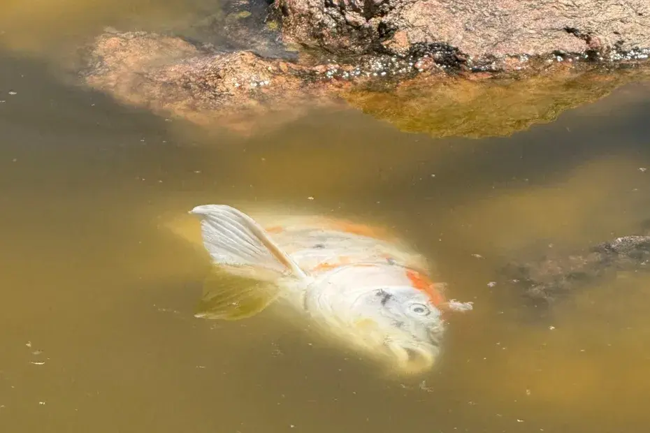 « C’est inquiétant à ce rythme-là, dans 10 jours, on n’en aura plus » : des poissons morts dans un parc à Antibes, maladie ou pollution ?