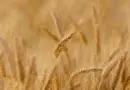 « C’est un fléau » : En Mayenne, les agriculteurs vont demander une dérogation pour tuer des choucas – Ouest-France