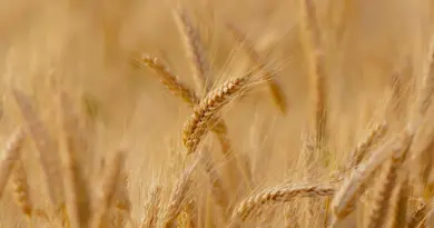 « C’est un fléau » : En Mayenne, les agriculteurs vont demander une dérogation pour tuer des choucas – Ouest-France