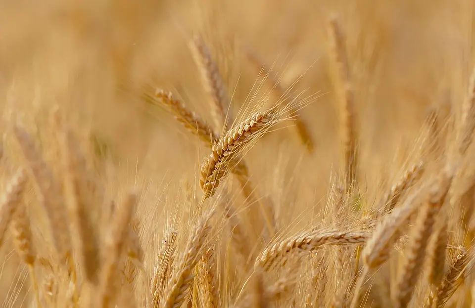 « C’est un fléau » : En Mayenne, les agriculteurs vont demander une dérogation pour tuer des choucas – Ouest-France