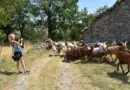 Châtaignes, miel, chèvres ou encore plantes médicinales : des fermes ouvrent leurs portes aux visiteurs