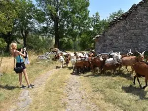 Châtaignes, miel, chèvres ou encore plantes médicinales : des fermes ouvrent leurs portes aux visiteurs