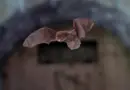 Chauves-souris : découvrez le monde secret des seuls mammifères volants