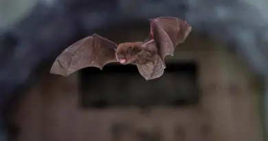 Chauves-souris : découvrez le monde secret des seuls mammifères volants