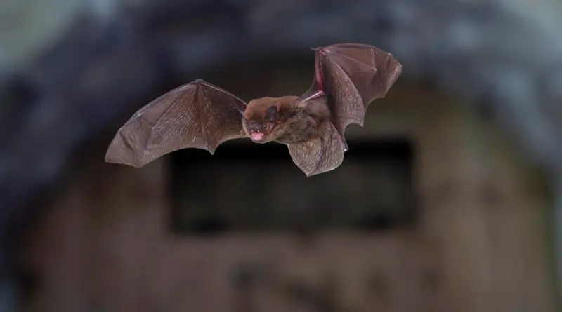 Chauves-souris : découvrez le monde secret des seuls mammifères volants