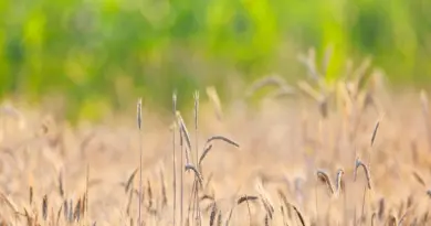 Comment ce marché gourmand de Gironde composé d’agriculteurs locaux veut séduire les gourmands