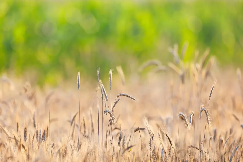 Comment ce marché gourmand de Gironde composé d’agriculteurs locaux veut séduire les gourmands