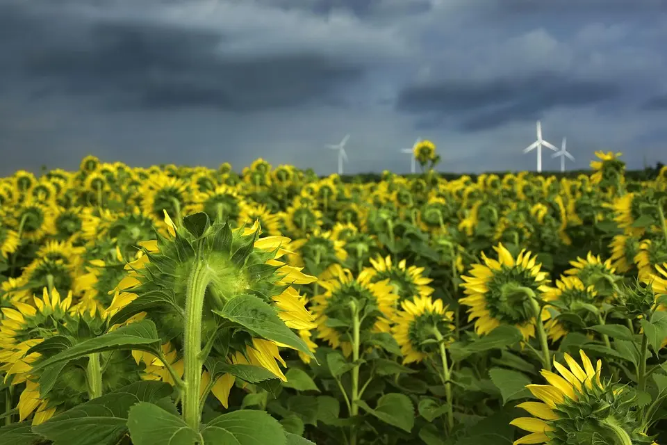 Comment la lumière du soleil alimente l’avenir de l’hydrogène vert