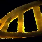 🧬 Conception d’un génome humain artificiel: le projet est lancé