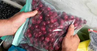 Congeler les cerises : mode d’emploi pour en profiter toute l’année