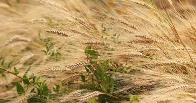 Constantine : 466 agriculteurs formés aux techniques modernes d’élevage