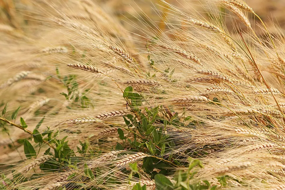 Constantine : 466 agriculteurs formés aux techniques modernes d’élevage