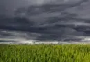 Côte d’Ivoire-AIP/ Apprompron Afêwa : dans une dynamique de développement impulsée par une coopérative agricole – AIP – Agence Ivoirienne de Presse