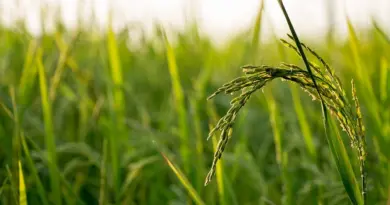 Côte d’Ivoire : la jeunesse redécouvre l’agriculture grâce aux technologies