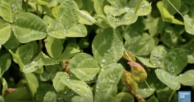 Cycle de l’eau : semer la pluie pour réparer le climat