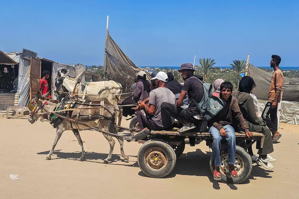 De Gaza à la Fondation Brigitte Bardot : des ânes sont-ils vraiment «volés» par l’armée israélienne puis envoyés en France ?