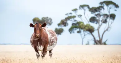 De l’exploitation agricole à la vente de produits transformés, les agriculteurs se diversifient sur le territoire Vitryat