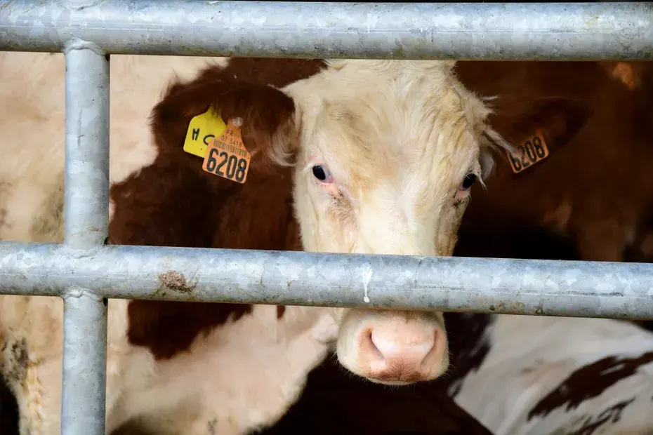 Dermatose nodulaire : 32 foyers confirmés en Savoie et Haute-Savoie, les autorités appellent à « la responsabilité » des éleveurs
