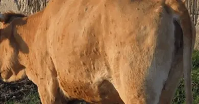 Dermatose nodulaire contagieuse (DNC) bovine : le point sur la situation en Savoie et en Haute-Savoie