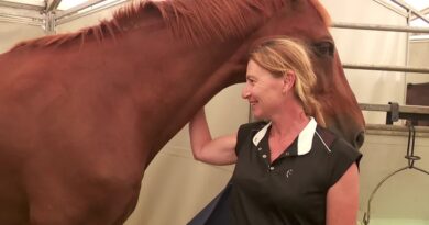 Dermatose nodulaire contagieuse : « Il faut faire attention », comment le jumping de Megève tente de limiter le risque de propagation