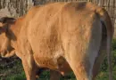 Dermatose nodulaire contagieuse bovine : 51 cas confirmés en Savoie et en Haute-Savoie