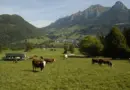Dermatose nodulaire contagieuse bovine : un deuxième cas confirmé en Savoie