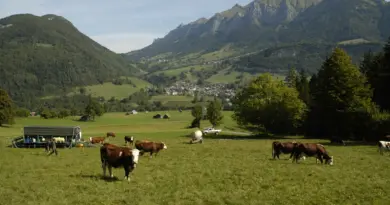 Dermatose nodulaire contagieuse bovine : un deuxième cas confirmé en Savoie
