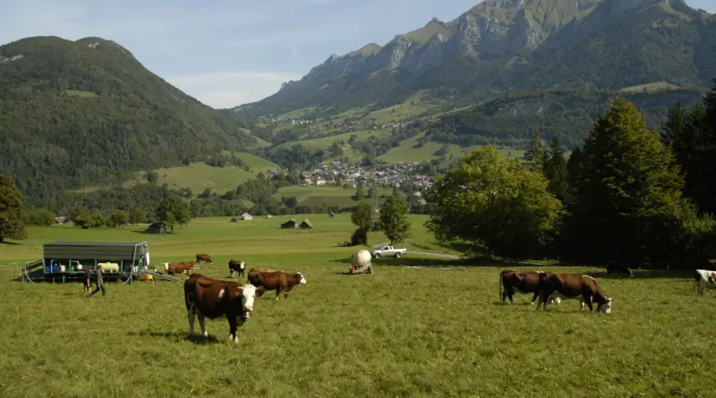 Dermatose nodulaire contagieuse bovine : un deuxième cas confirmé en Savoie