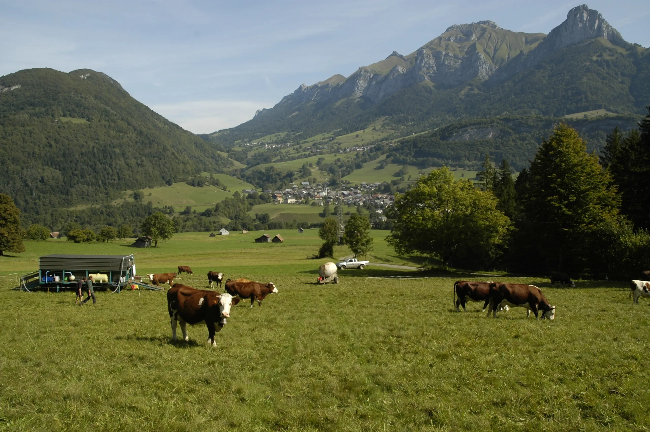 Dermatose nodulaire contagieuse bovine : un deuxième cas confirmé en Savoie
