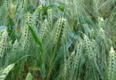 Dermatose nodulaire contagieuse des bovins (DNC) : foire aux questions
