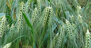 Dermatose nodulaire contagieuse des bovins (DNC) : foire aux questions