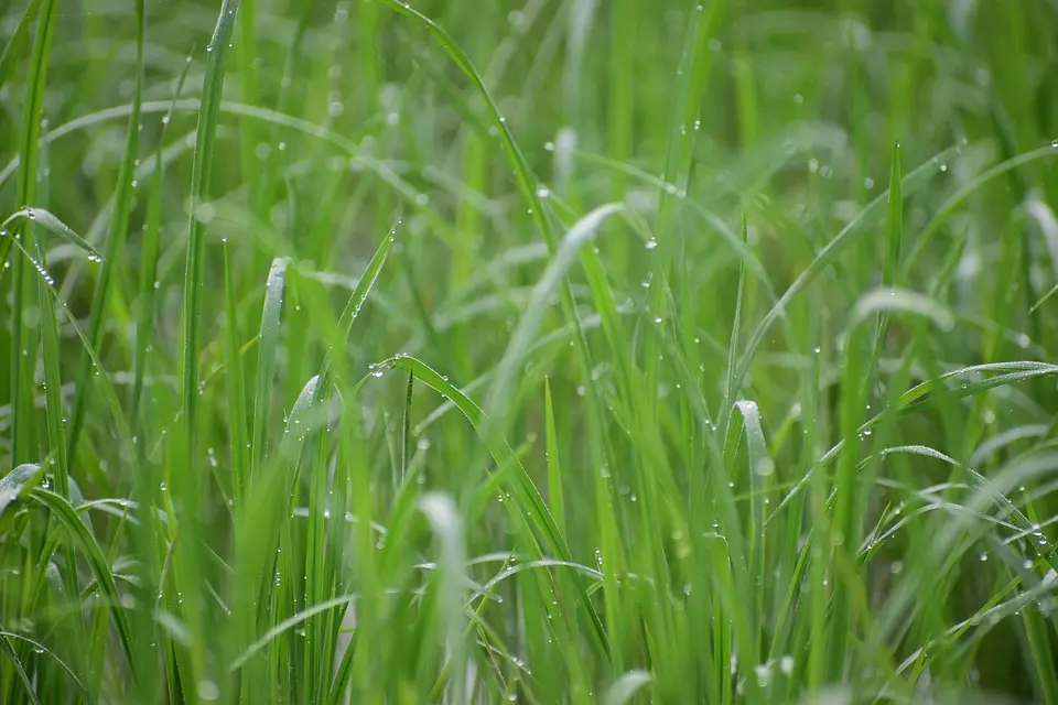 Dermatose nodulaire contagieuse des bovins (DNC) : point de situation et foire aux questions