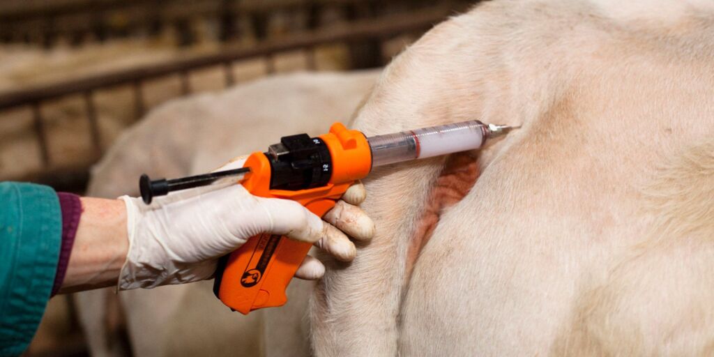 Dermatose nodulaire contagieuse : pourquoi l’abattage des bovins reste recommandé