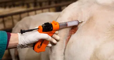 Dermatose nodulaire contagieuse : pourquoi l’abattage des bovins reste recommandé