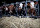 Dermatose nodulaire contagieuse : un deuxième foyer découvert en Savoie, le troupeau de vaches aussitôt abattu