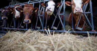 Dermatose nodulaire contagieuse : un deuxième foyer découvert en Savoie, le troupeau de vaches aussitôt abattu