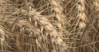 Des moissons précoces mais plutôt bonnes pour les agriculteurs franciliens : « Après une année catastrophique, on aurait aimé faire mieux »