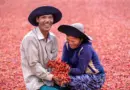 Des plantes capables de dialoguer et de coopérer