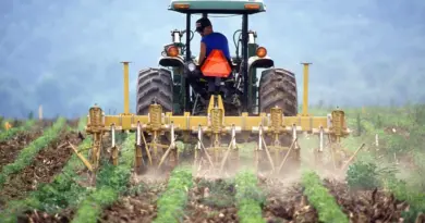 Des risques phytosanitaires dans le soya