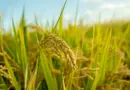 Deux podcasts sur des éleveurs de chèvre d’Occitanie