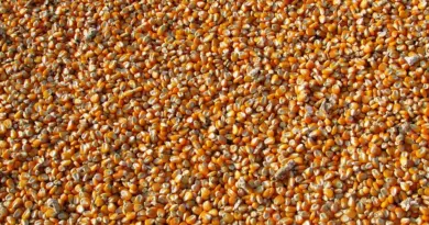 Dr Mabouba Diagne lance la campagne agricole 2025-2026 avec un marché à bétail moderne à Bondji