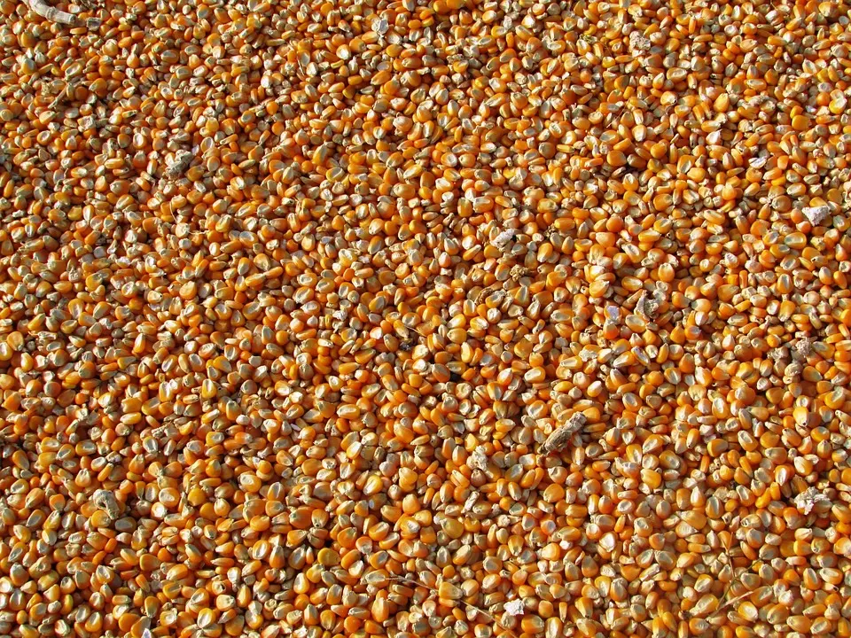 Dr Mabouba Diagne lance la campagne agricole 2025-2026 avec un marché à bétail moderne à Bondji