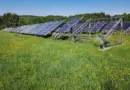 Édition génomique: avancées pour de l’avoine mieux adaptée au climat canadien