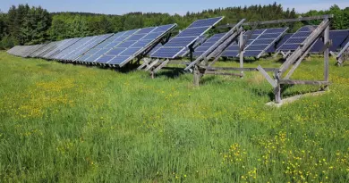 Édition génomique: avancées pour de l’avoine mieux adaptée au climat canadien