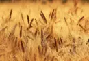 Efficacité des cultures agricoles adaptées au changement climatique