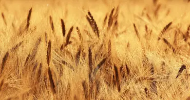Efficacité des cultures agricoles adaptées au changement climatique