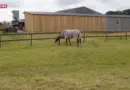 «Elle est morte devant les yeux de ma fille» : un couple découvre son poney mutilé en Seine-Maritime