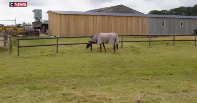 «Elle est morte devant les yeux de ma fille» : un couple découvre son poney mutilé en Seine-Maritime